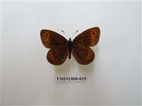 藏品(蛇目蝶科)的圖片